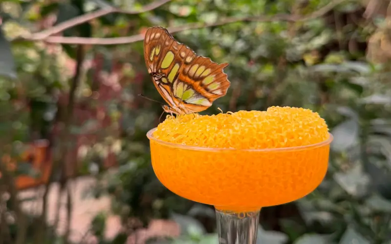 Butterfly Conservatory Package